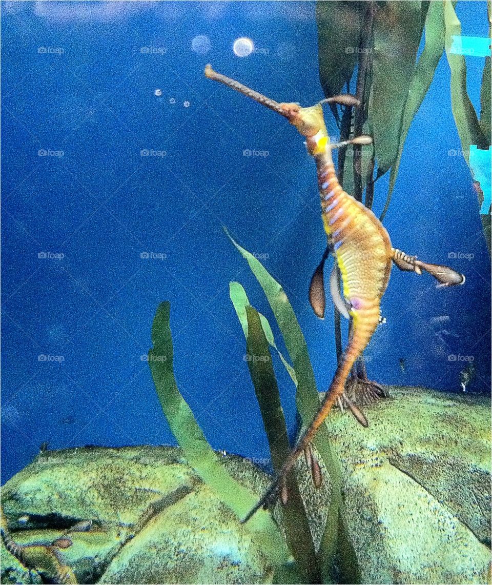 Sea Dragon