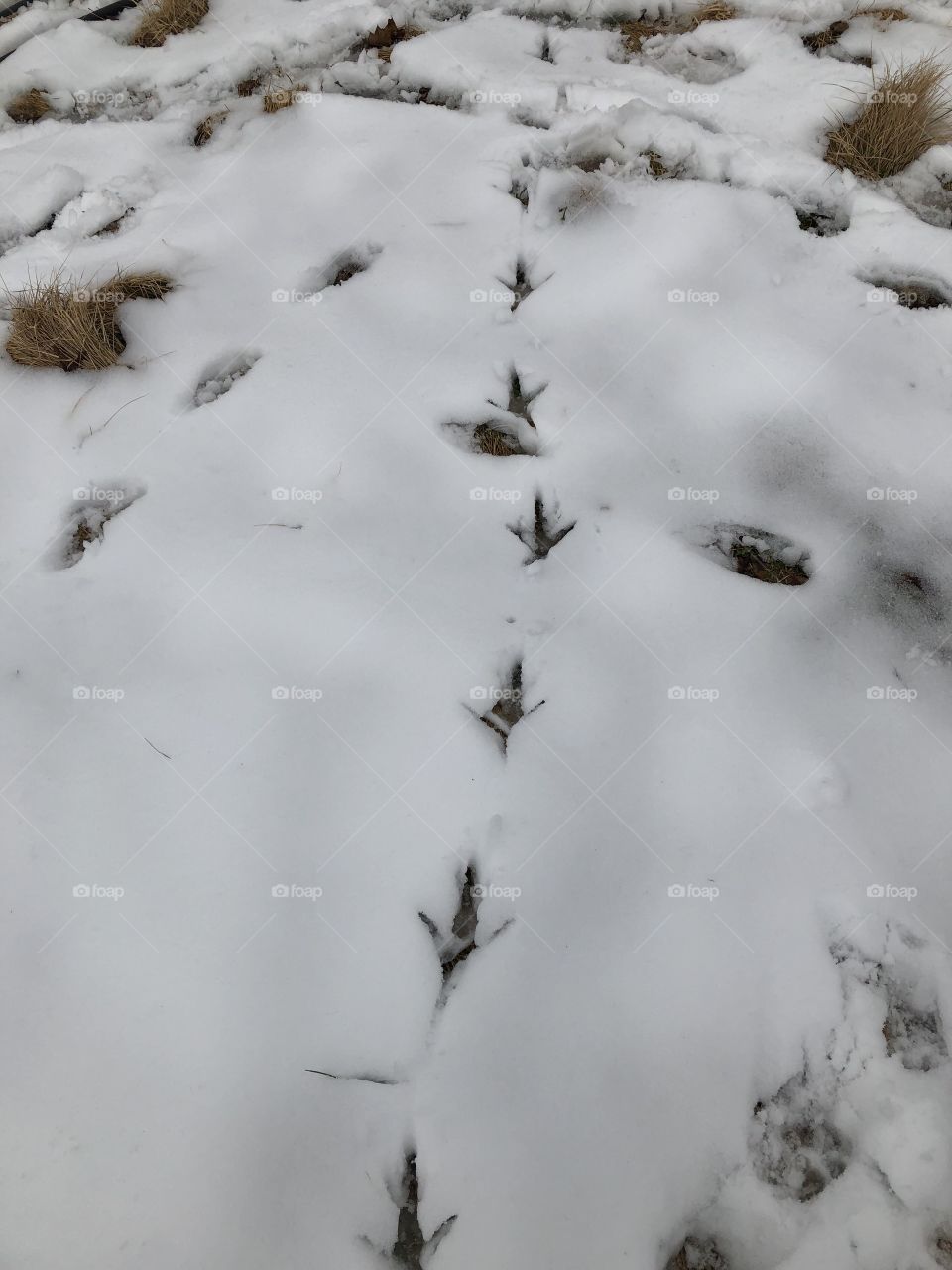 Huge peacock tracks in the freshly-lain Virginia snow
