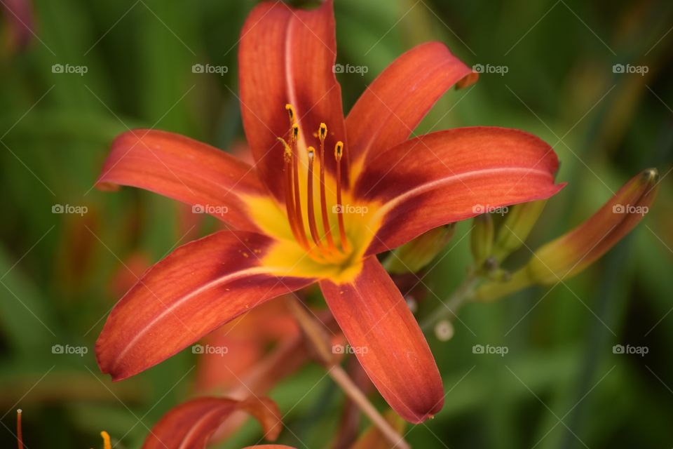 Nature, Flower, Flora, No Person, Summer