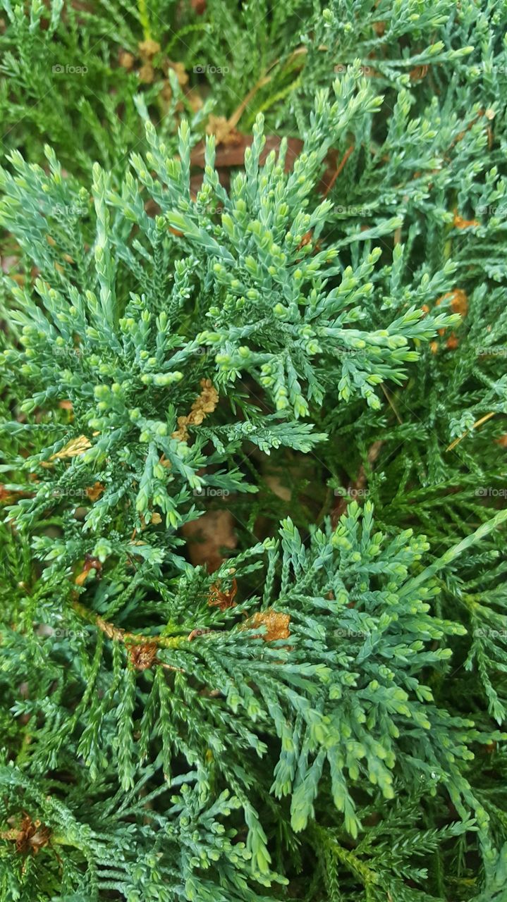 Crawlinh Pine