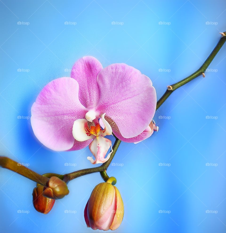 Beautiful orchid on the brifht blue background