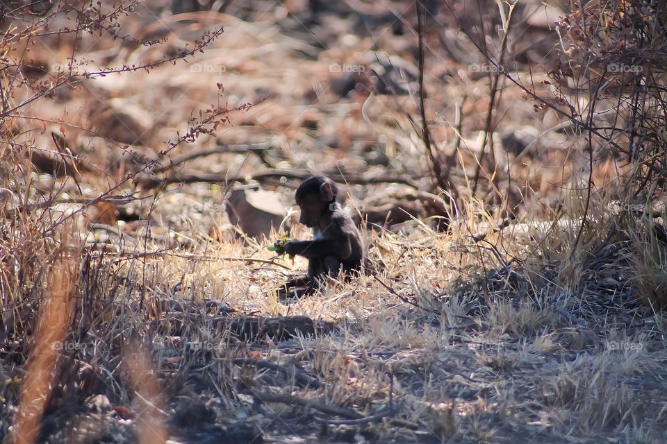 Baby baboon eating