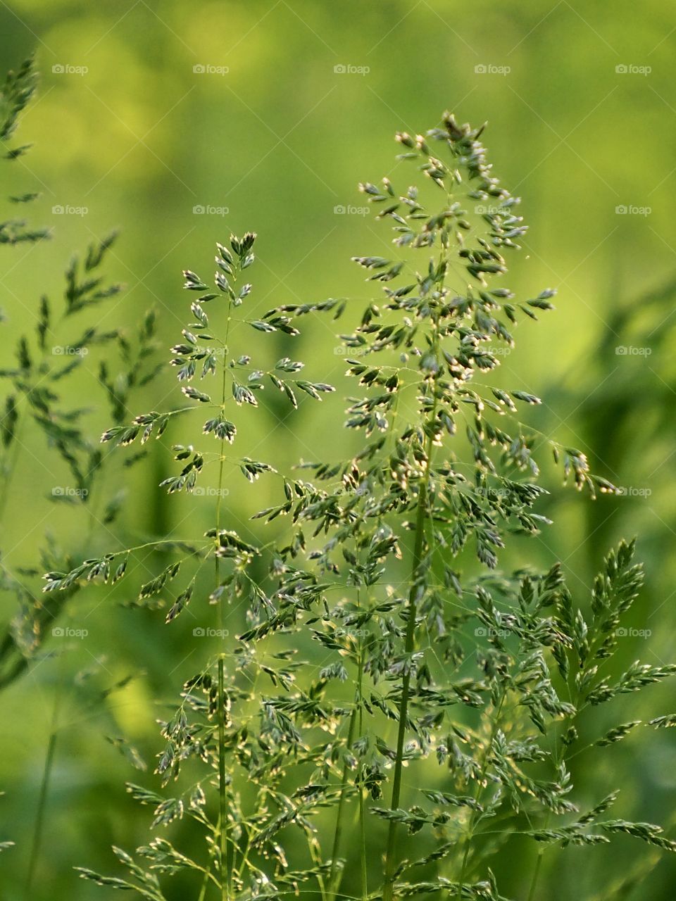 Grassland in the evening sunlight