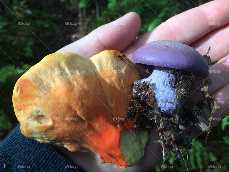 Mushroom Forage 