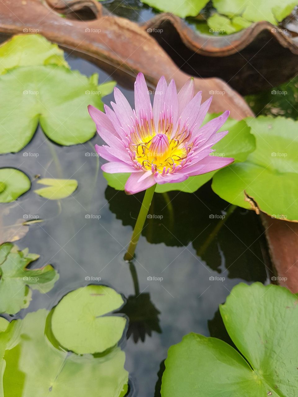 Lotus