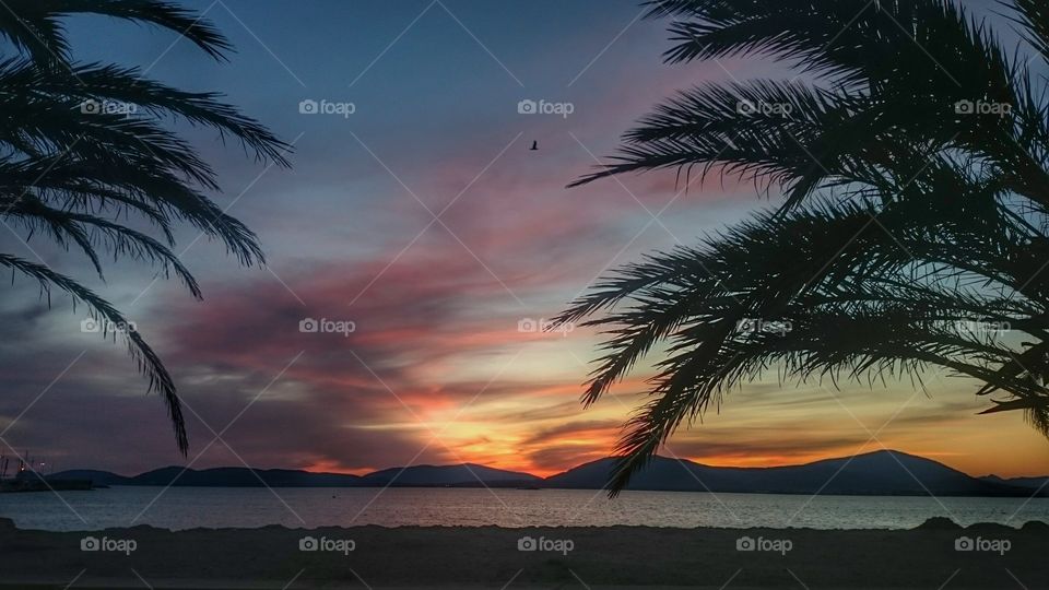 Silhouette of palm trees near sea at sunset