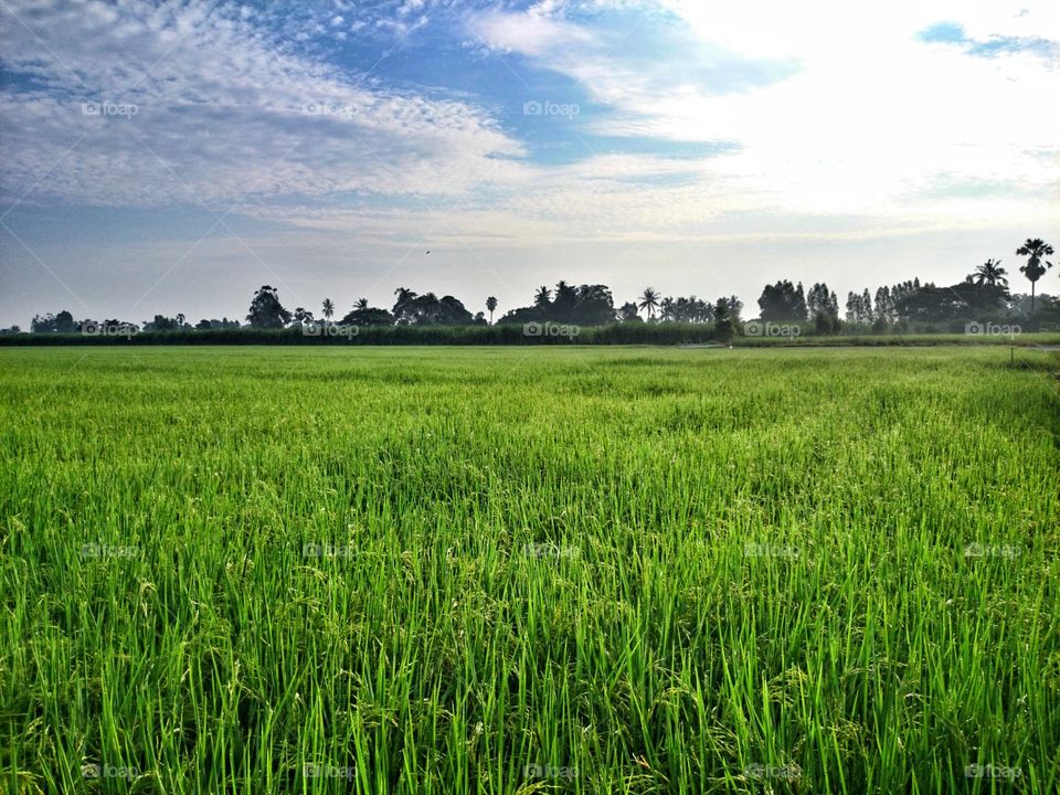 paddy field
