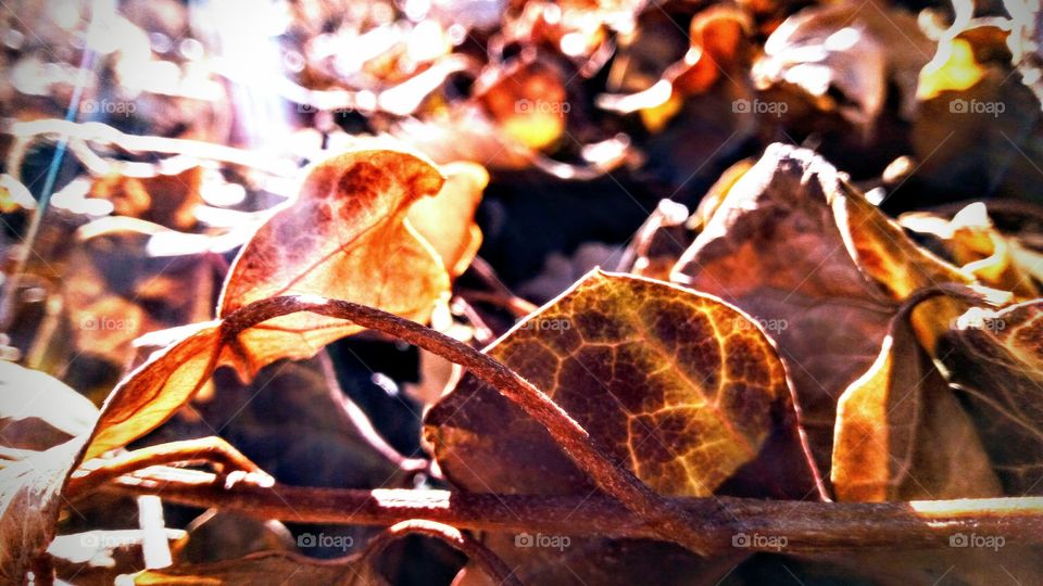 some random ivy leaves