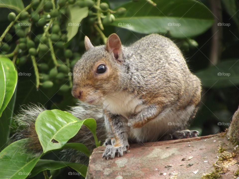 Grey Squirrel On The Roof