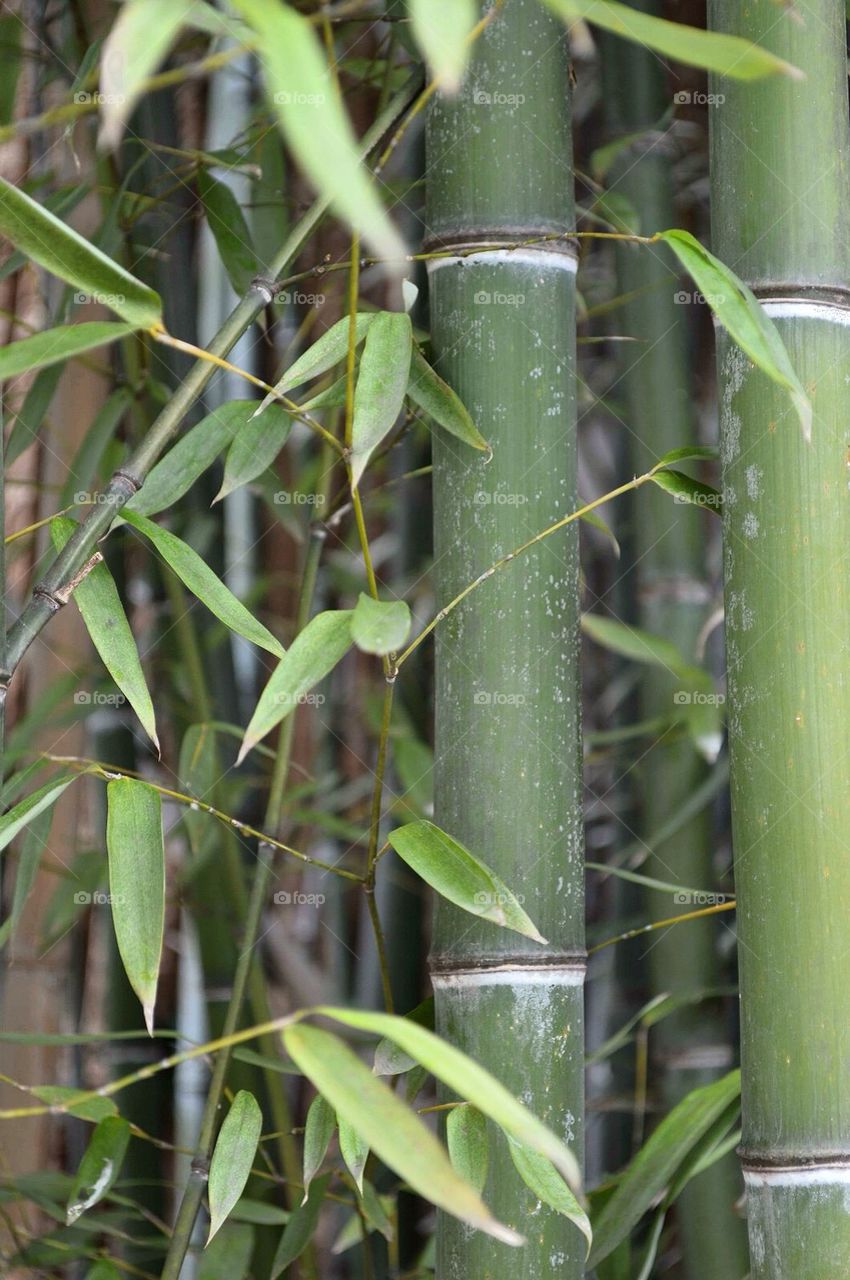 Bamboo