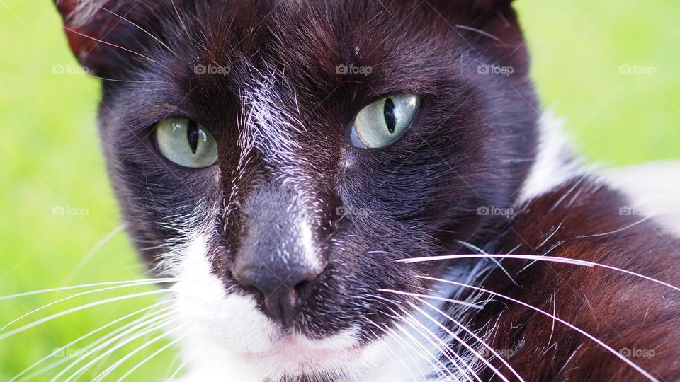 Closeup of good looking black and white cat with unusual white in inverted v shape above nose