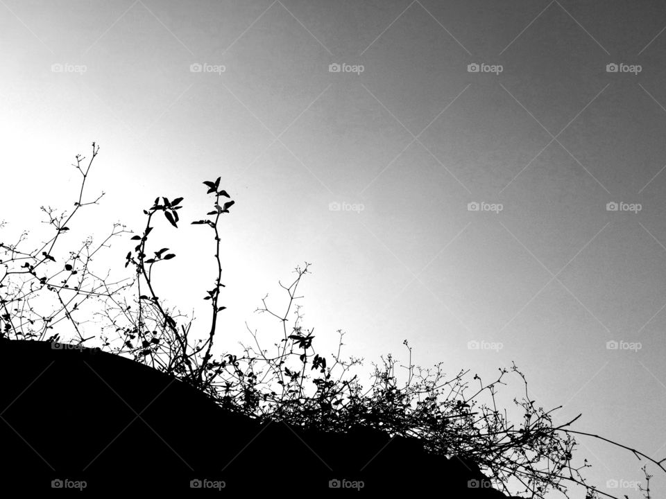 Black n white bushes