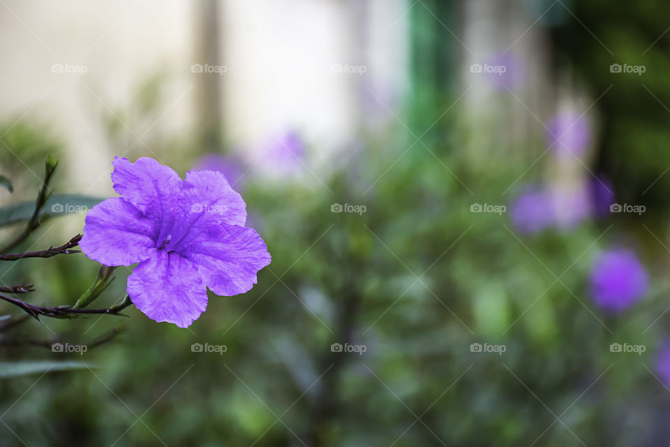 Purple flower or Ruellia squarrosa (Fenzi) Cufod  in garden.