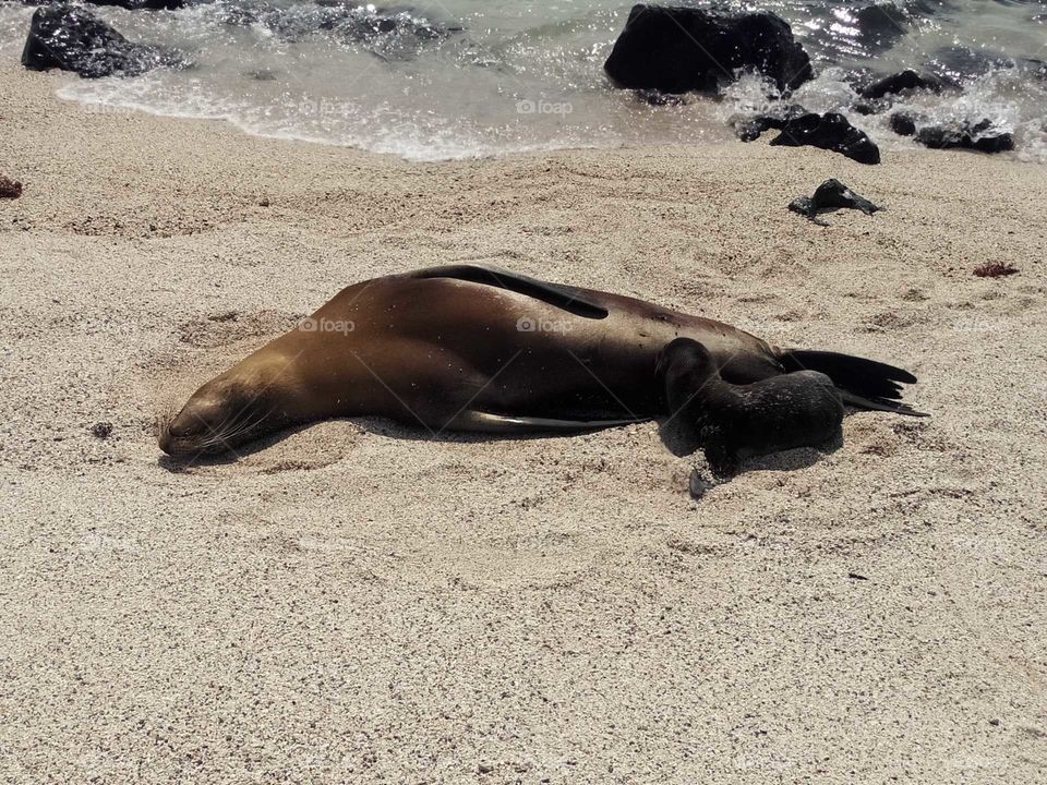 Momma sea lion and baby