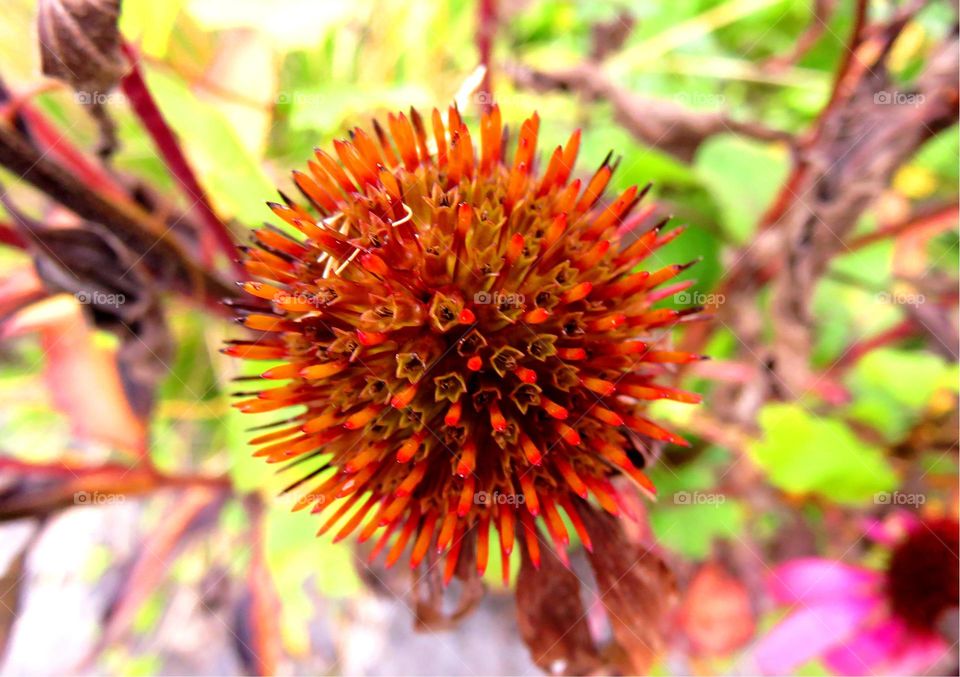 plant close-up