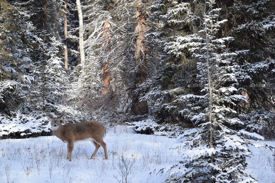 Beauty in the Forest