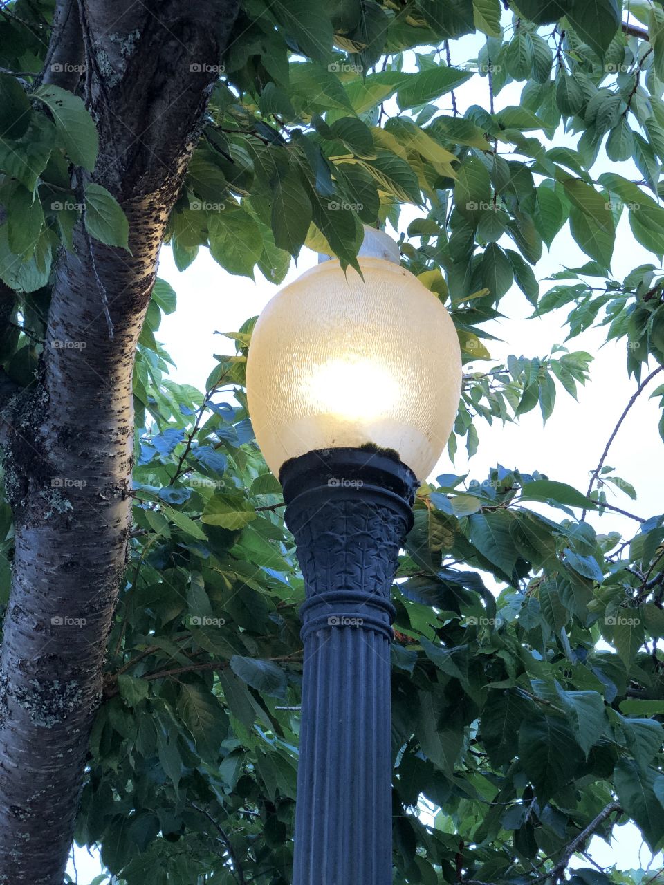 A Light in the Trees