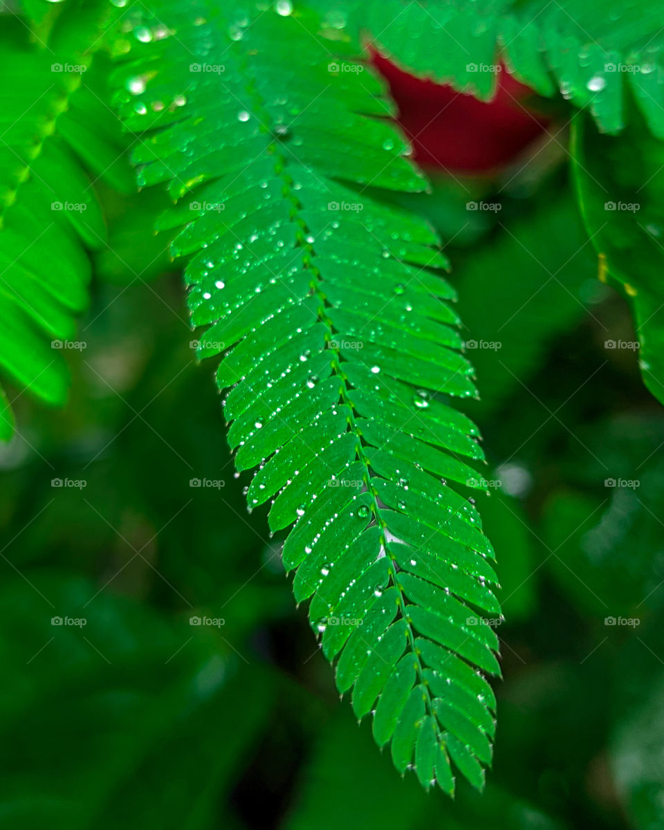 green leaf with water