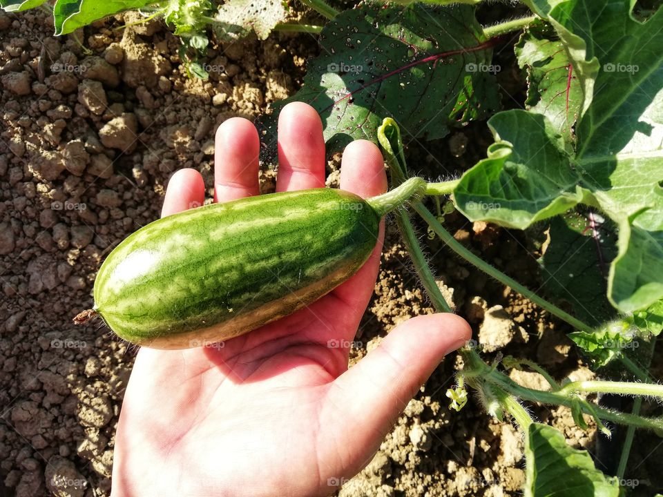 Small watermelon in the farmer's hand