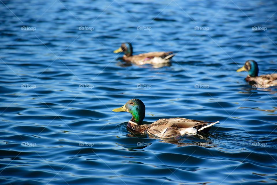 Ducks 