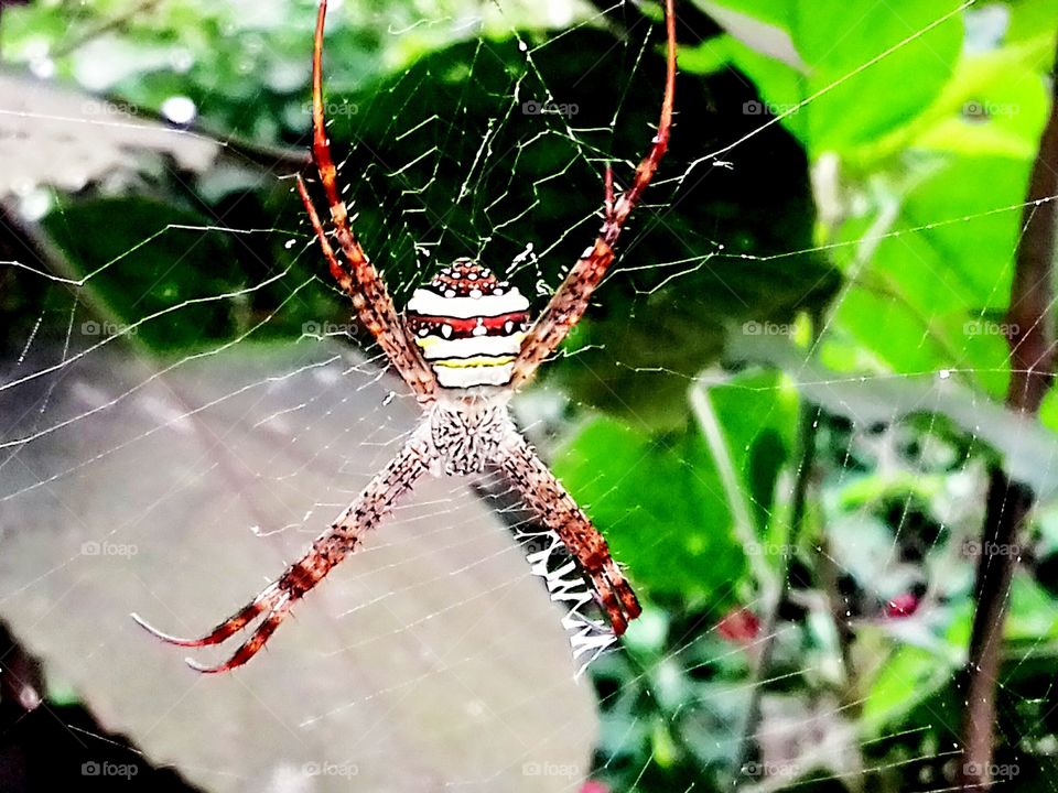 spider