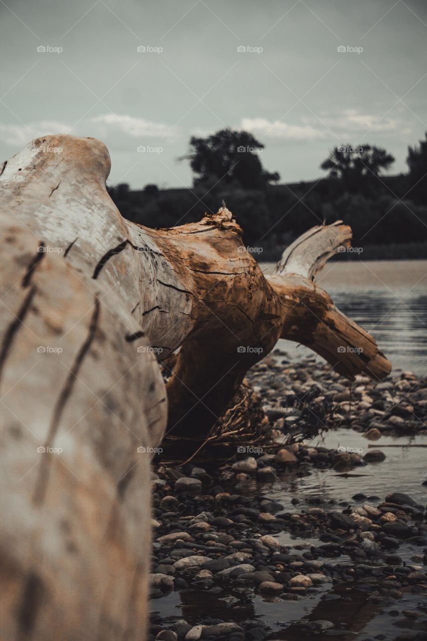Macro of drift wood log.