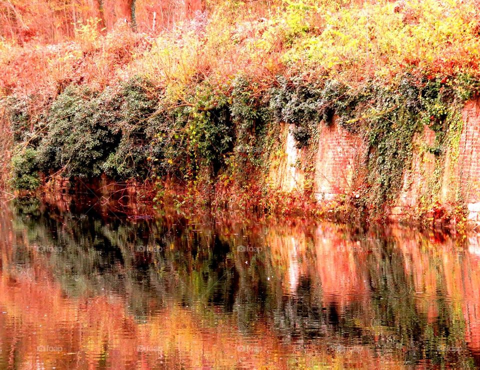 Reflection of autumn trees