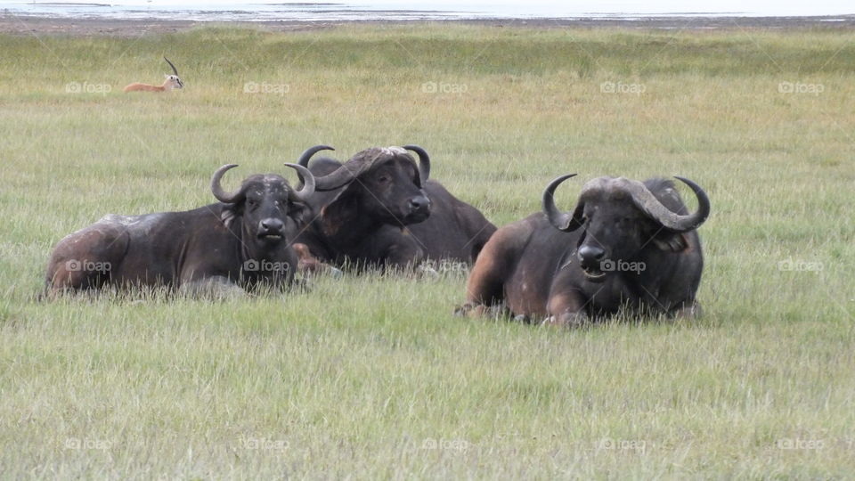 Cape Buffaloes