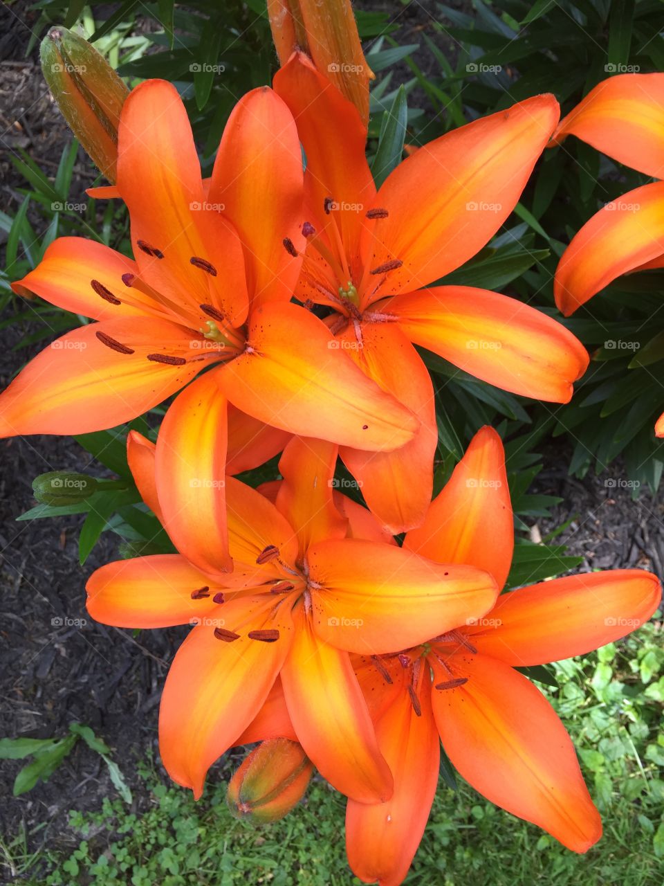 Closeup of orange lilies
