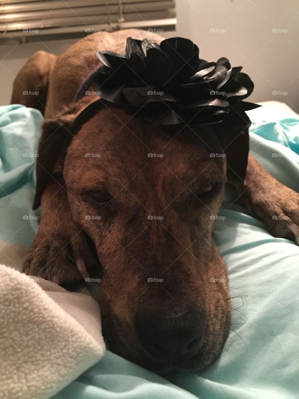 Indy in a bow 