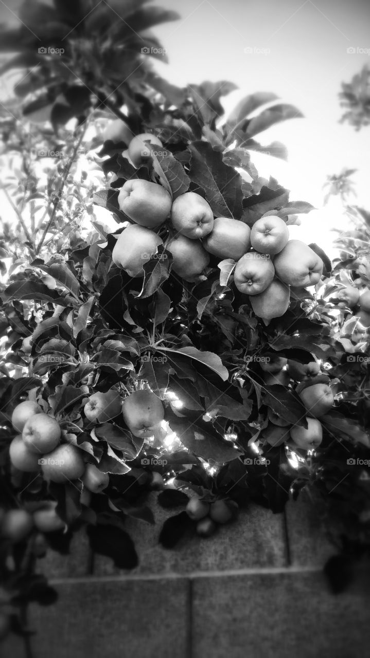 black and white apple tree