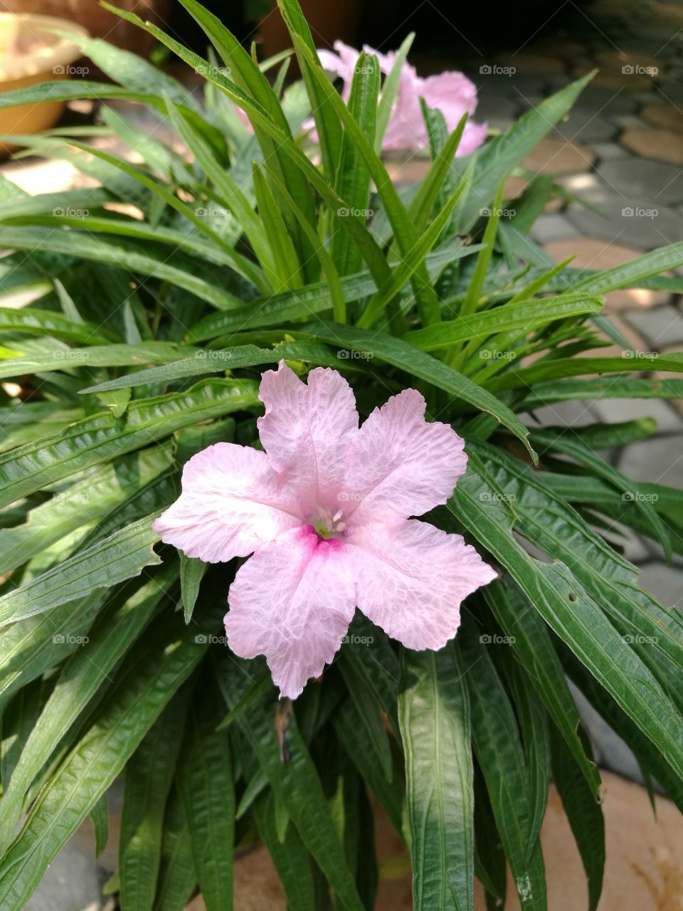 The blooming of pink waterkanon flower on green leaf background.