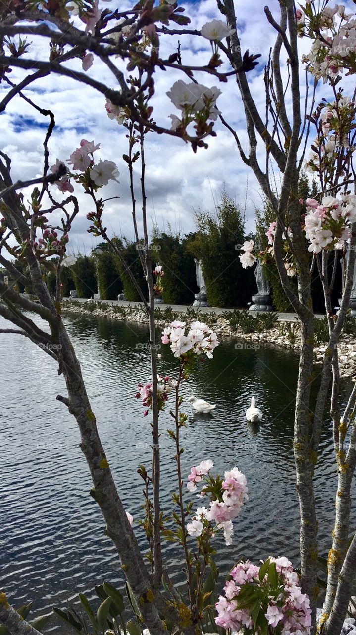 Cherry tree, lake and Ducks 