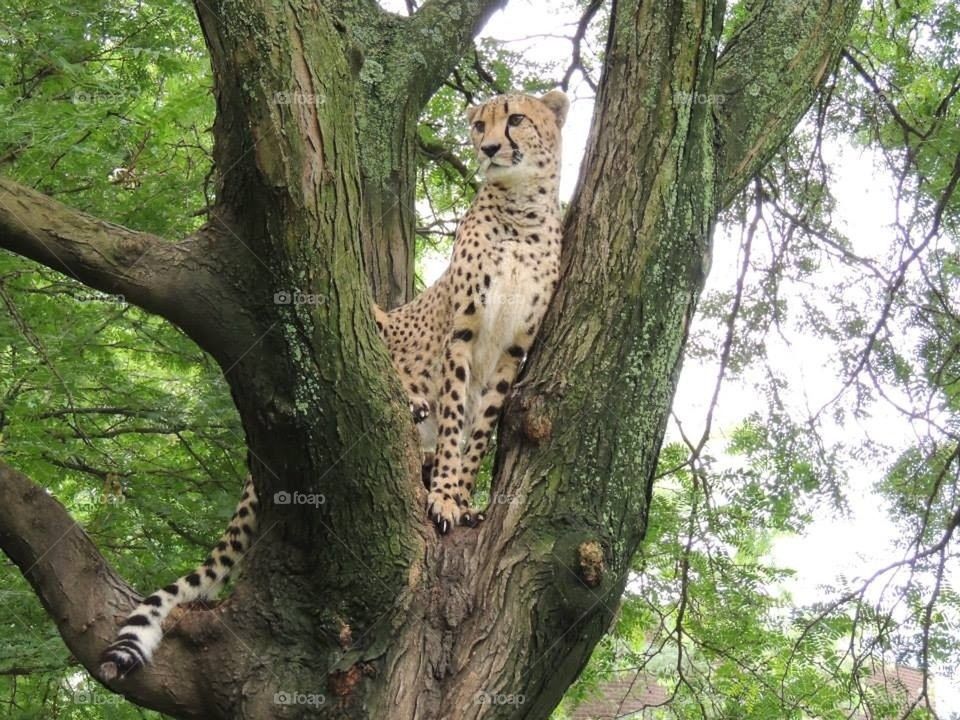 In a tree