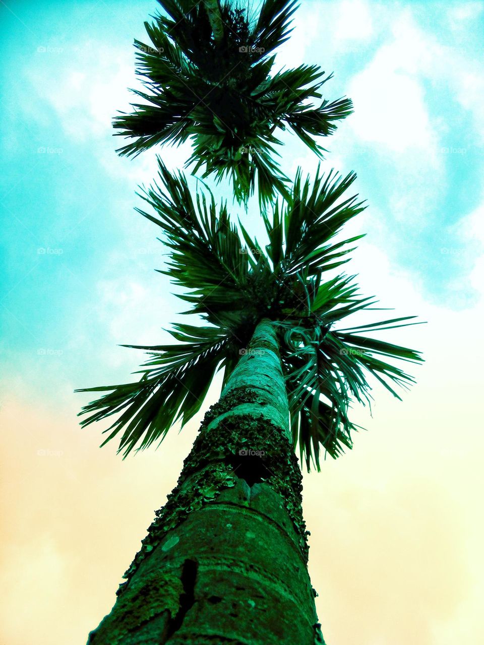 palm