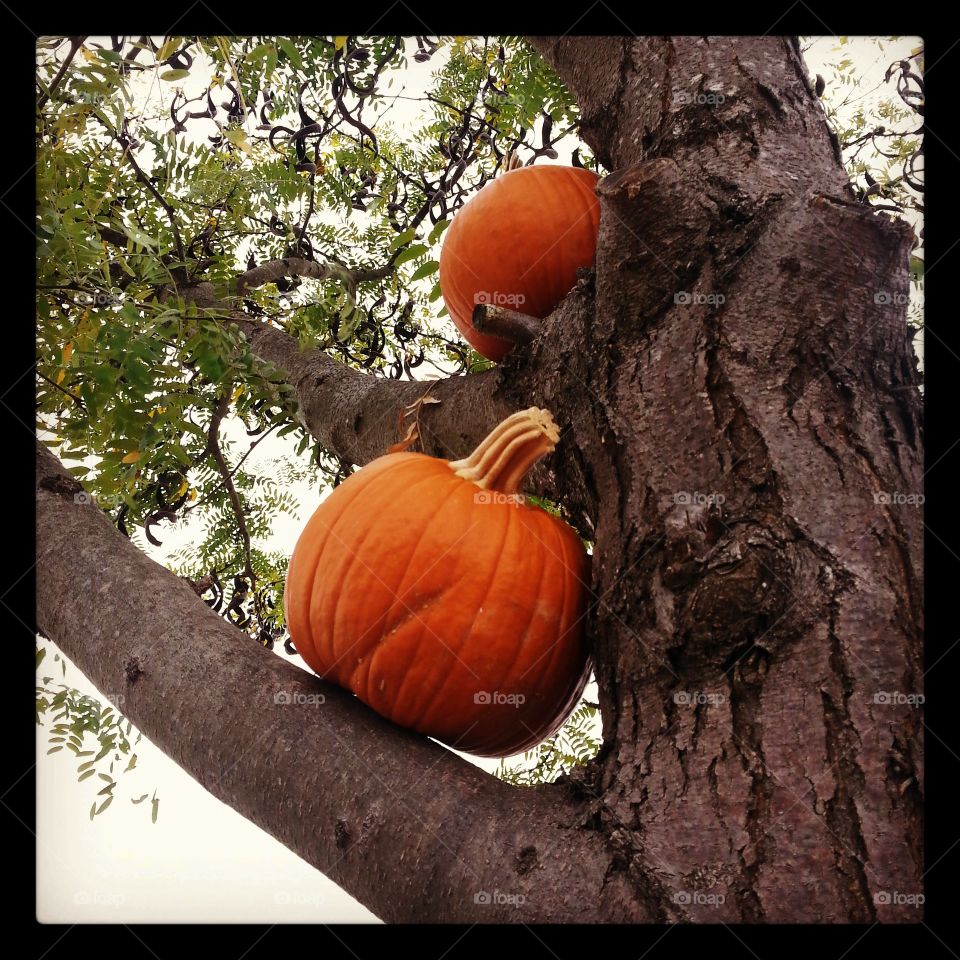pumpkin tree. This was in the tree at an orchard.