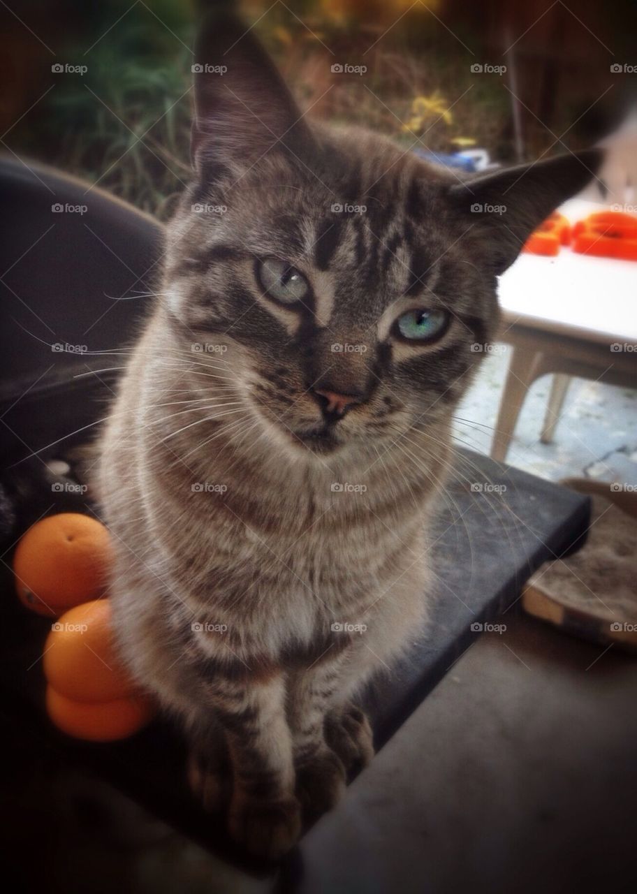 The cat and the oranges 