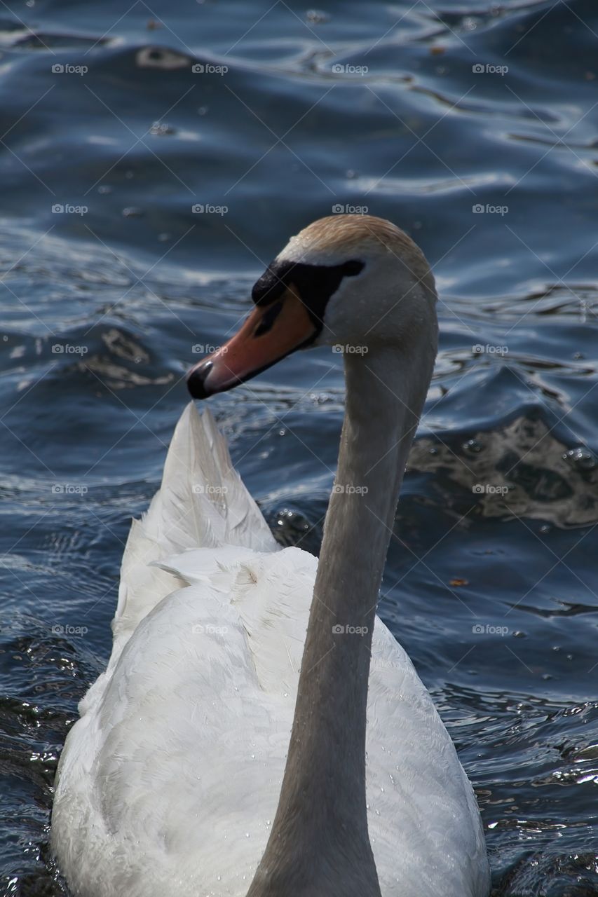 close up of a white swan