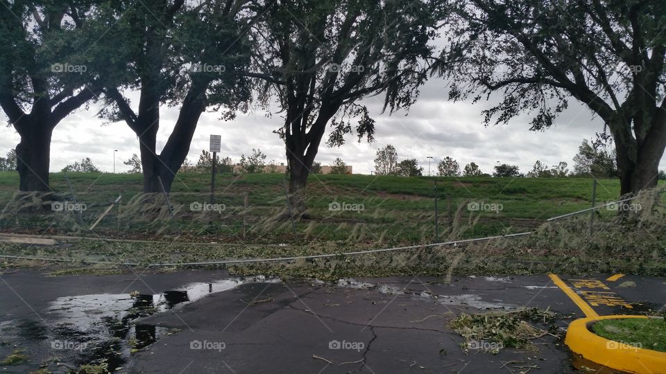 fence falling, leaves