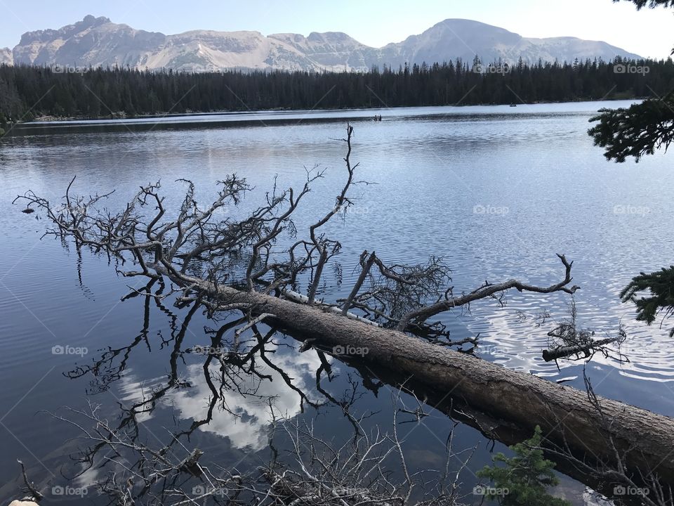 Fallen tree in mirror lake