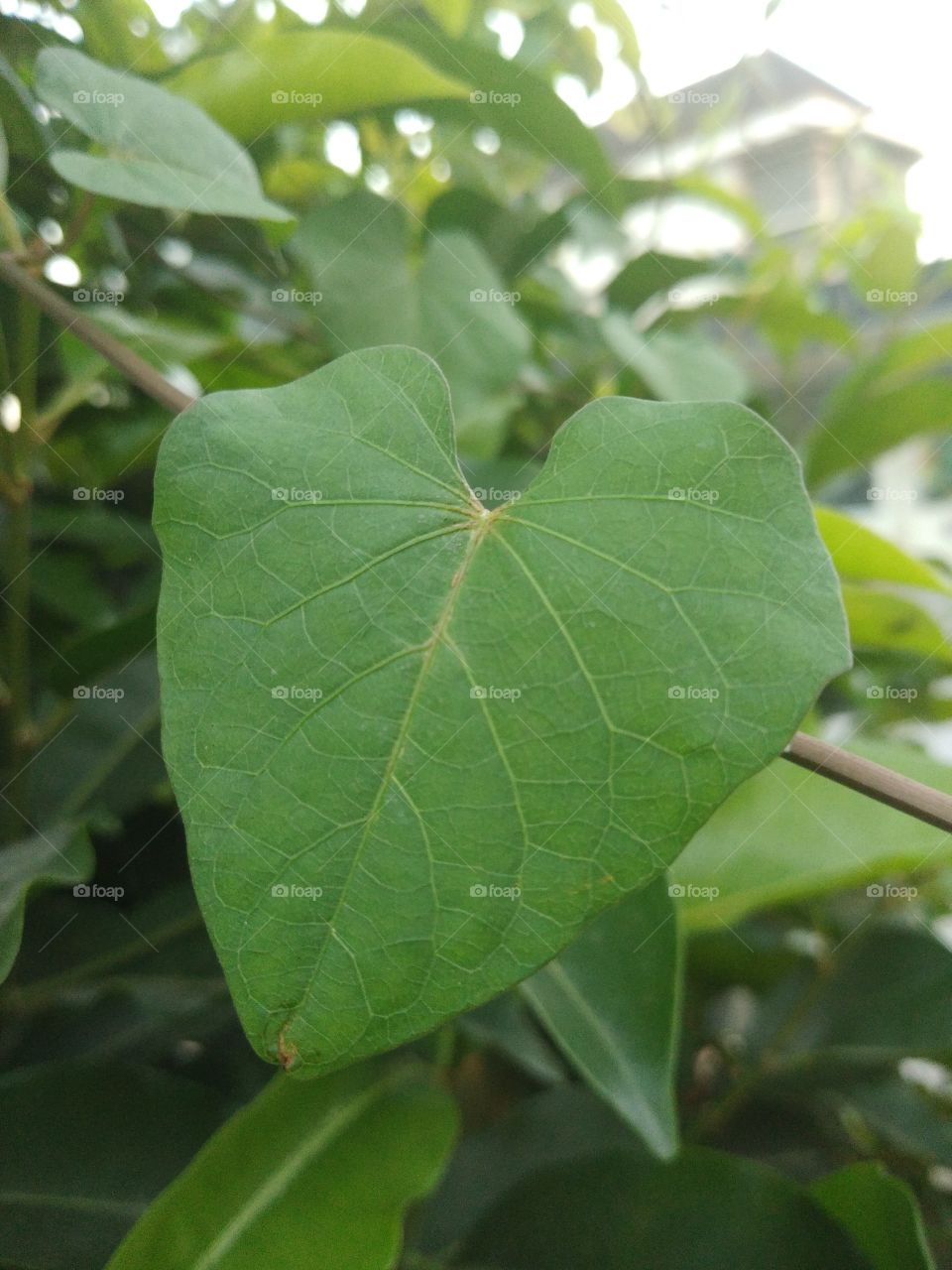 love leaf