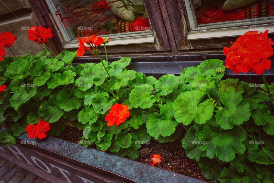 Geraniums