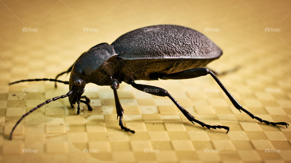 Black beetle