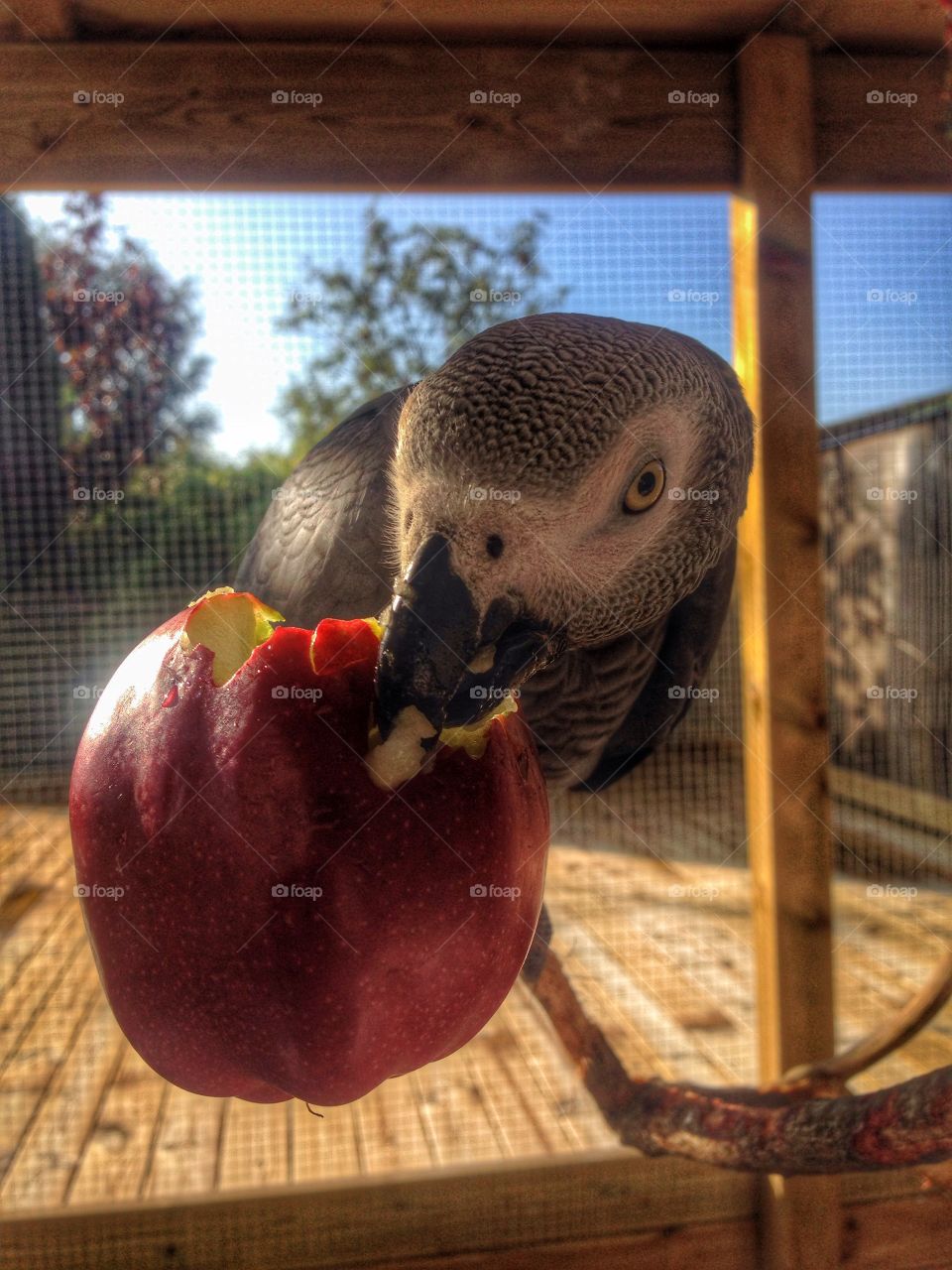 Parrot. Eating apple