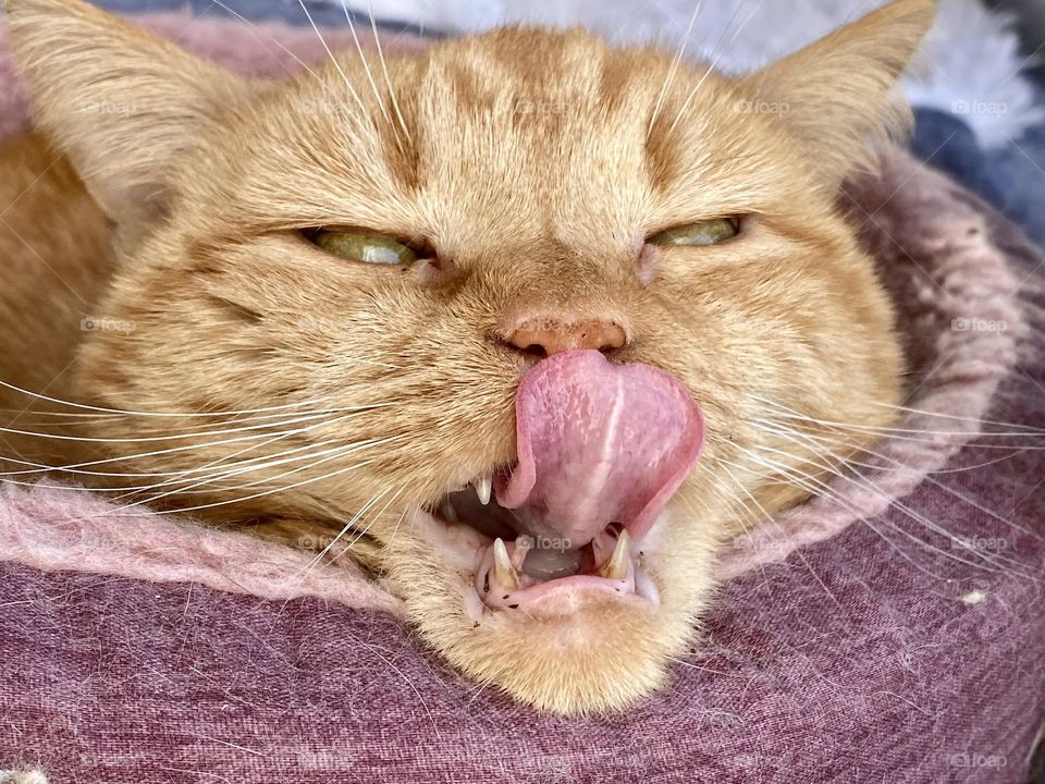 An orange tabby cat sitting in a pink cat bed while licking her lips