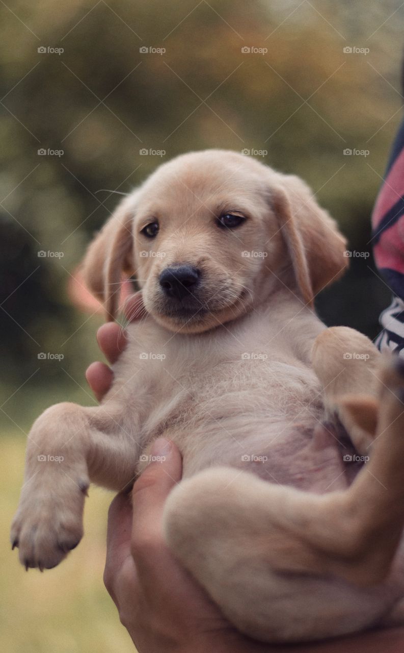 Summer with puppies. A friend holding a tiny baby dog. Curious eyes. Wondering what’s that strange thing in my hands?? 