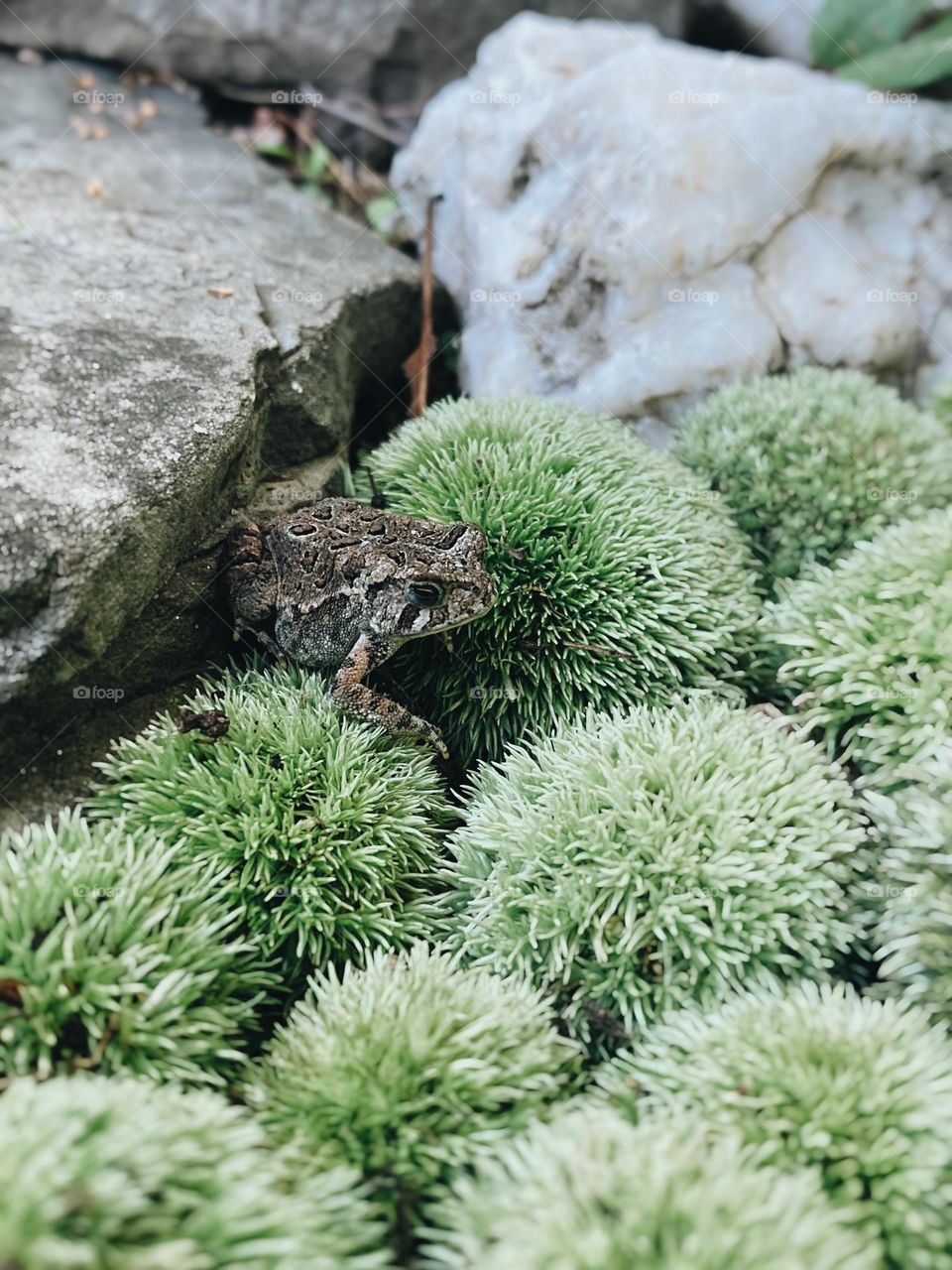 Toad on moss