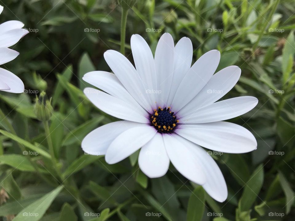 White flower 