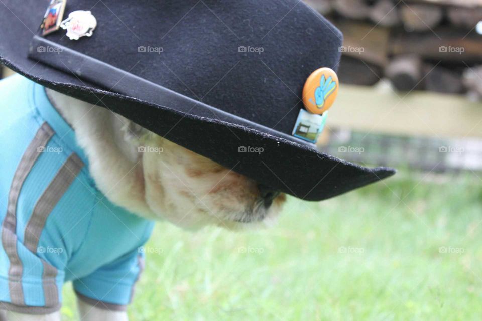 I put cowboy-hat on my lovely pet.