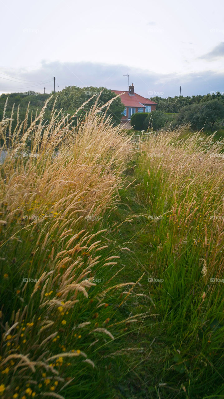 Tall grass